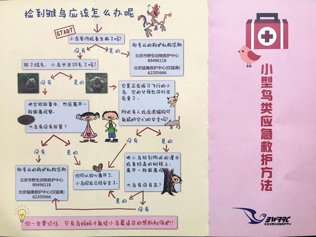 北京市野生动物救护中心出品的小型鸟类应急救护方法，赶紧保存一下！供图/棣棠
