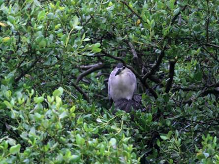 8月还有一些鹭类在红树上繁殖 供图：深圳观鸟会