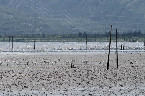 滩涂上大群的鹭 供图：深圳观鸟会